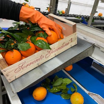 Sorrento Giardini | Raccolta e confezionamento a mano | La nostra tradizione