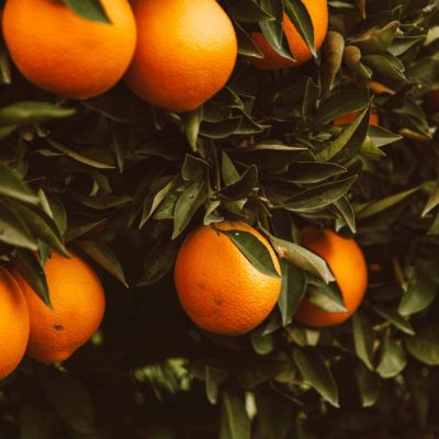 Fioritura degli agrumi: tutto quello che devi sapere