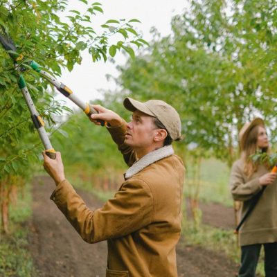 Potatura arancio: periodo e modalità